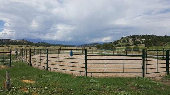 Arena New